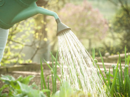 Planten water geven