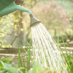 Planten water geven