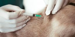 Vaccinatie hond, kat en konijn
