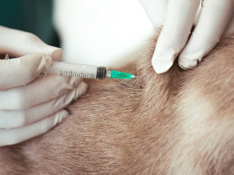 Vaccinatie hond, kat en konijn