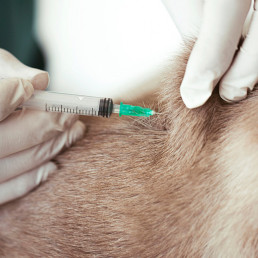 Vaccinatie hond, kat en konijn