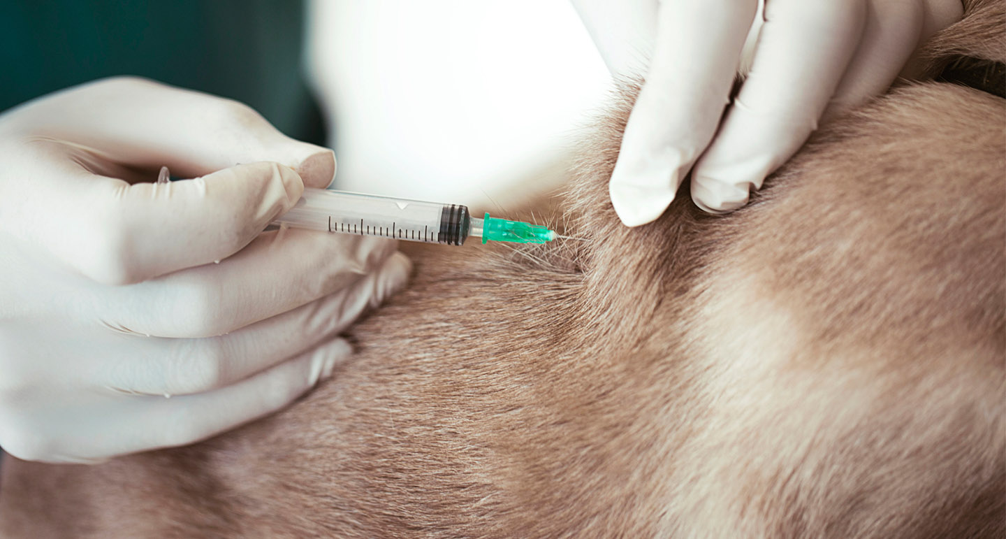 Vaccinatie hond, kat en konijn; Hoe werkt het? Pets Place Vaccinatie hond, kat en konijn; Hoe werkt het? Pets Place