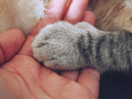 Overleden kat crematie dieren