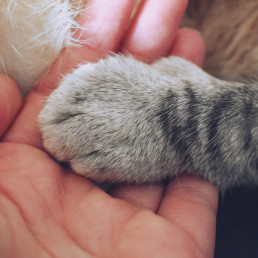 Overleden kat crematie dieren