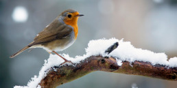 Bevriezen vogelpoten in de winter