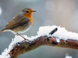 Bevriezen vogelpoten in de winter