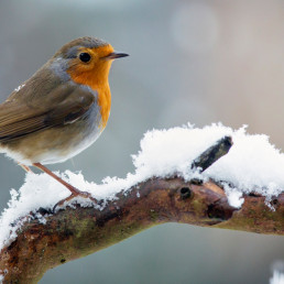 Bevriezen vogelpoten in de winter
