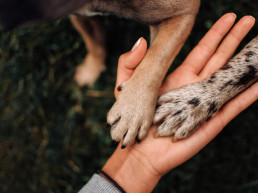 Help goede dierendoelen en steek de pootjes bij elkaar!