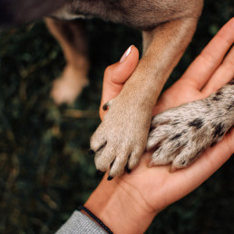 Help goede dierendoelen en steek de pootjes bij elkaar!