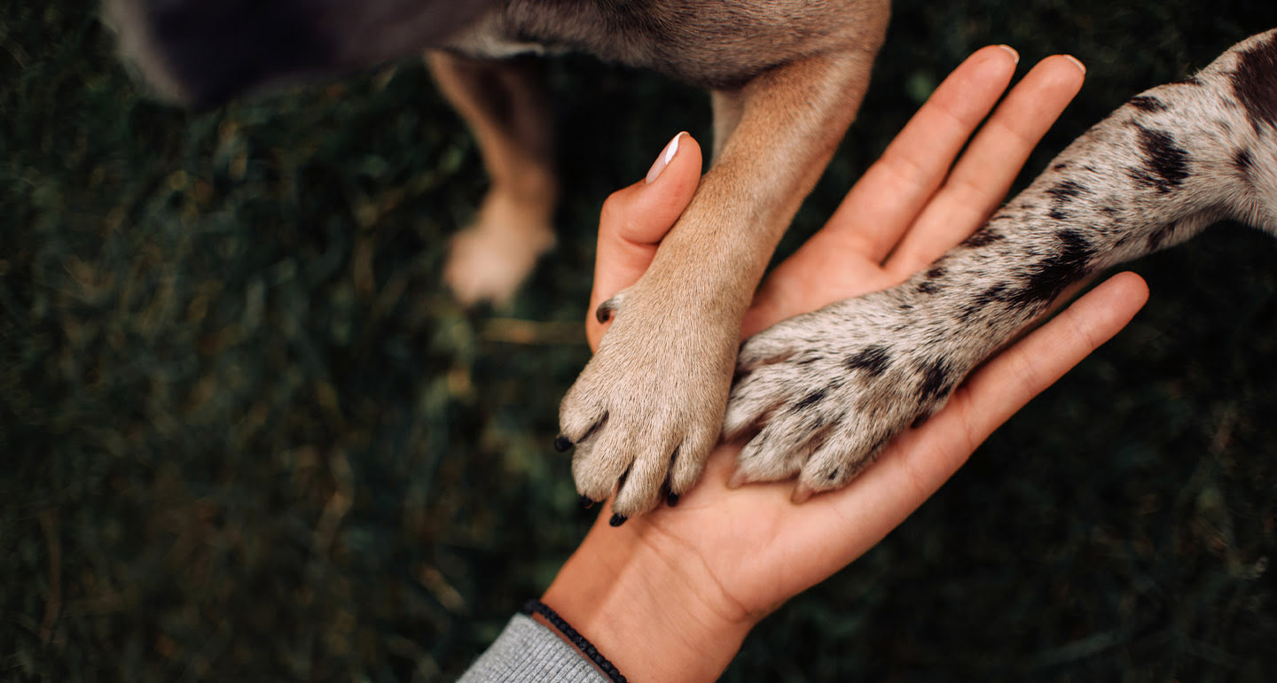 Help deze goede doelen voor dieren tijdens kerst! Pets Place