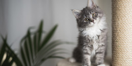 Kat binnen houden, binnenkat houden