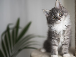 Kat binnen houden, binnenkat houden