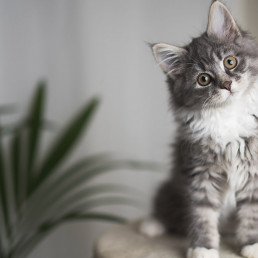 Kat binnen houden, binnenkat houden