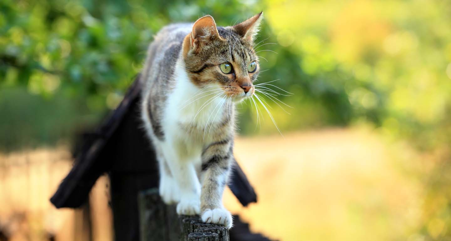 kan mijn kat buiten? Wat de voordelen en risico's?