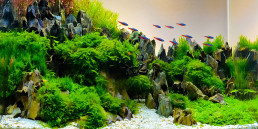 Start je eigen aquascape aquarium in 7 stappen!