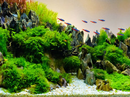 Start je eigen aquascape aquarium in 7 stappen!