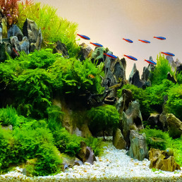 Start je eigen aquascape aquarium in 7 stappen!