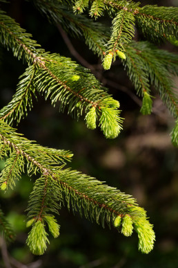 Picea Abies (Fijnspar)