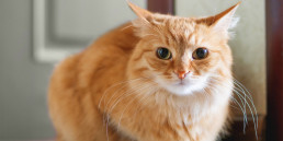 stress bij katten