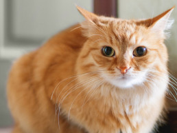 stress bij katten