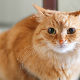 stress bij katten