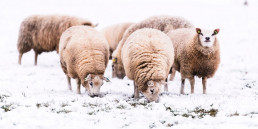 Buitenverblijf in de winter