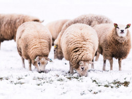 Buitenverblijf in de winter