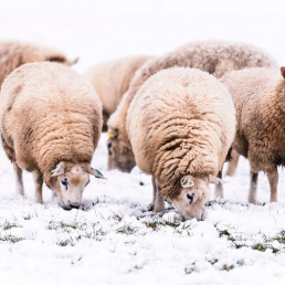 Buitenverblijf in de winter