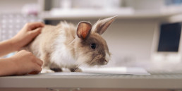 Giftig voor konijnen en knaagdieren