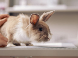 Giftig voor konijnen en knaagdieren