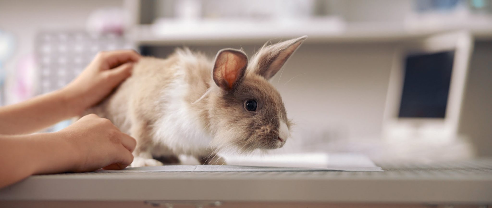 Wat is giftig voor konijnen en knaagdieren? Pets Place