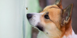 Hondenvoer insecten