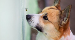 Hondenvoer insecten