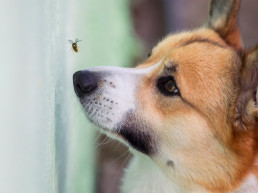 Hondenvoer insecten