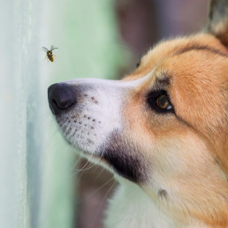 Hondenvoer insecten