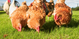 Kippen beschermen tegen roofvogels en roofdieren