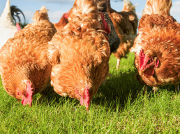 Kippen beschermen tegen roofvogels en roofdieren