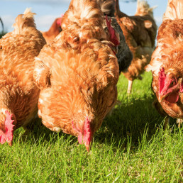 Kippen beschermen tegen roofvogels en roofdieren