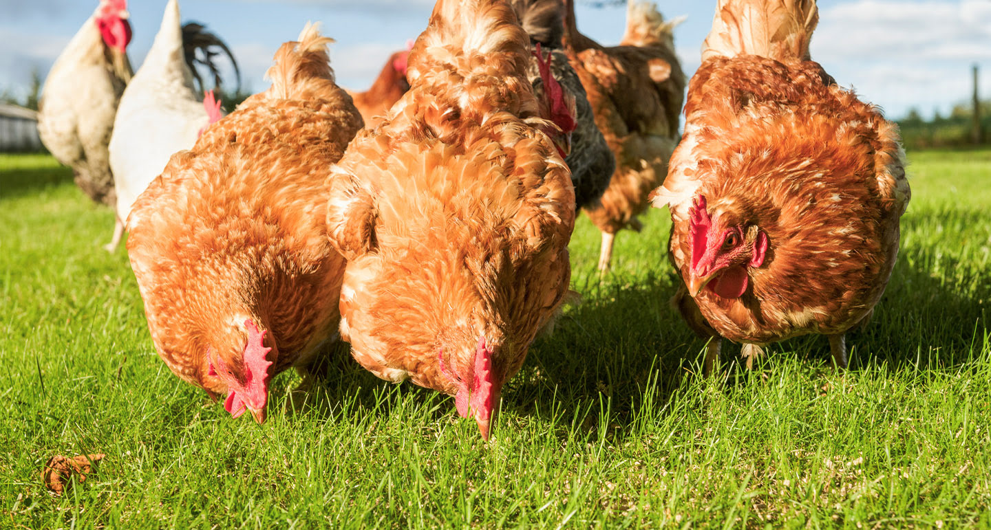 Kippen beschermen tegen roofvogels en roofdieren Pets Place