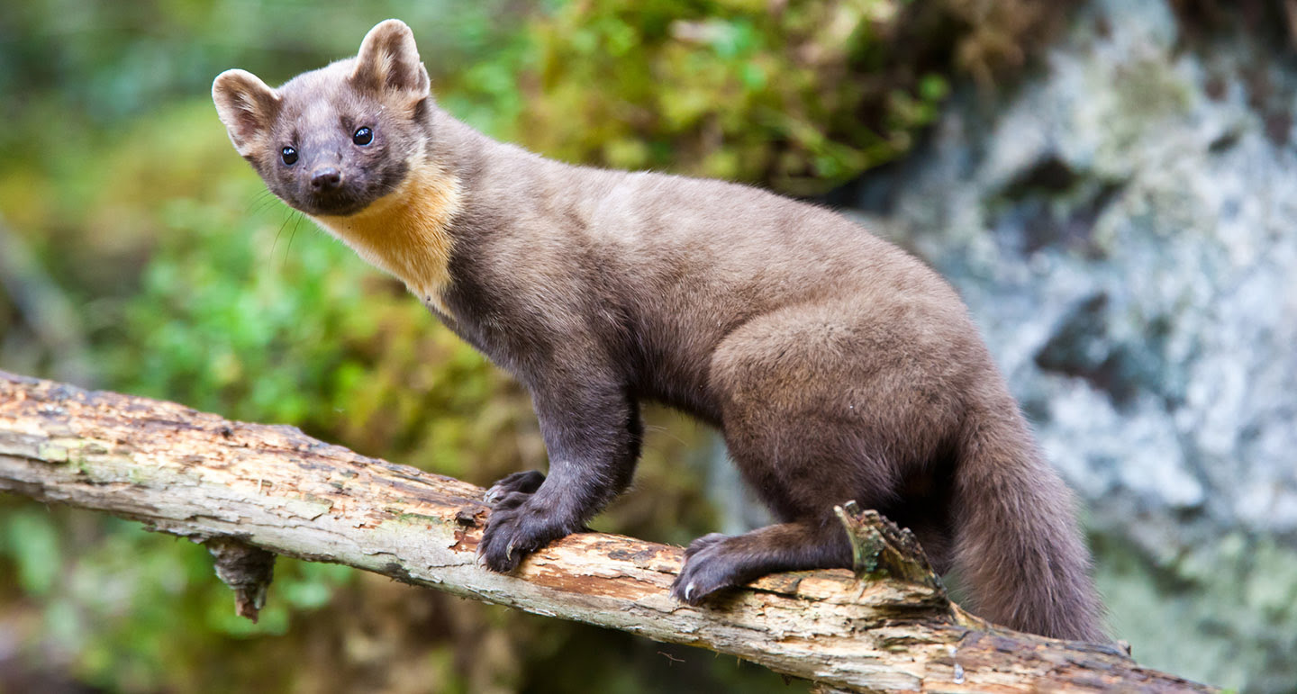Kippen beschermen tegen roofvogels en roofdieren - Pets Place