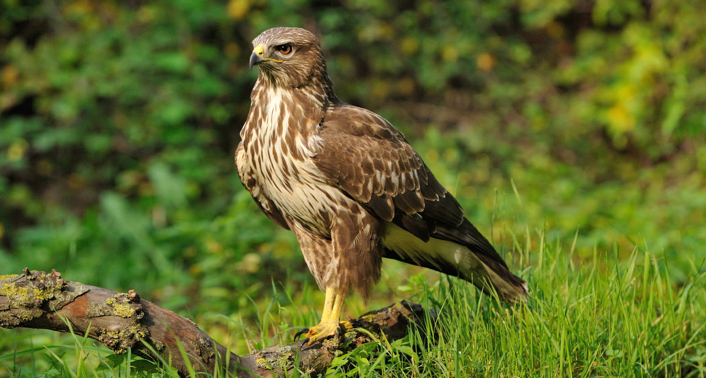 Kippen beschermen tegen roofvogels en roofdieren - Pets Place