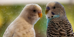 Snavel vogel