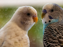 Snavel vogel