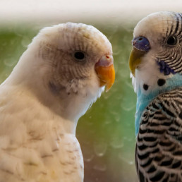 Snavel vogel