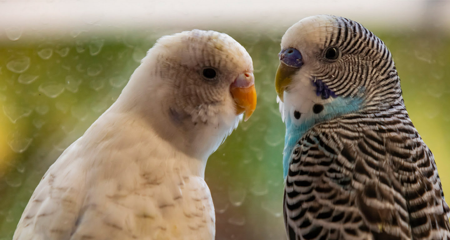 Snavel van de vogel - Pets Place