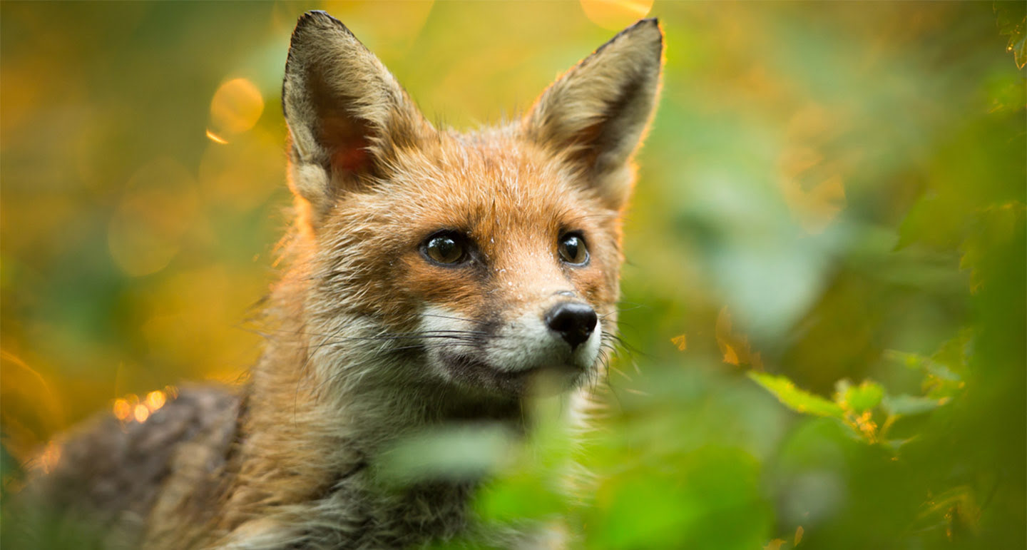 Kippen beschermen tegen roofvogels en roofdieren - Pets Place