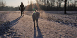 Wandelen met honden in de sneeuw
