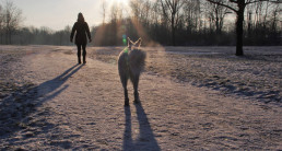 Wandelen met honden in de sneeuw