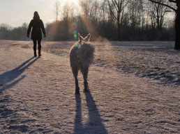 Wandelen met honden in de sneeuw