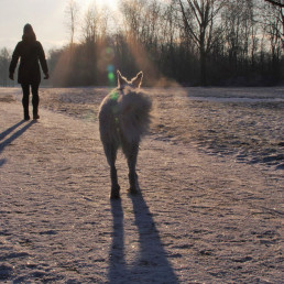 Wandelen met honden in de sneeuw